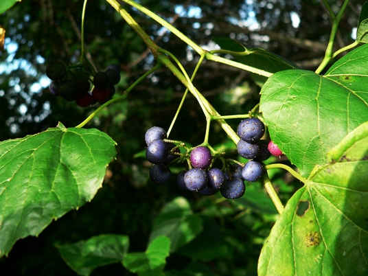 {Ampelopsis cordata}